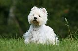 WESTIE 283